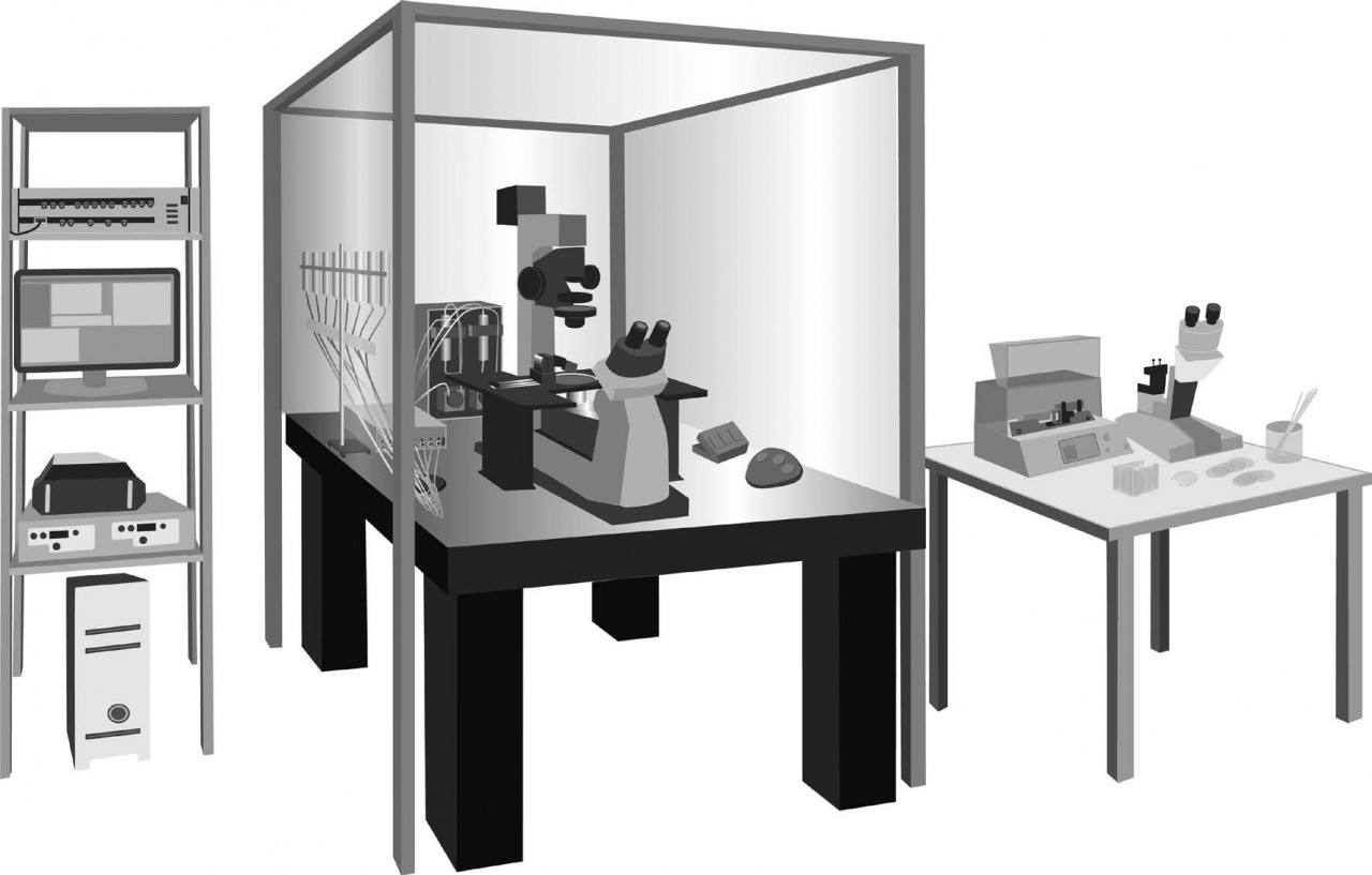 Patch Clamp